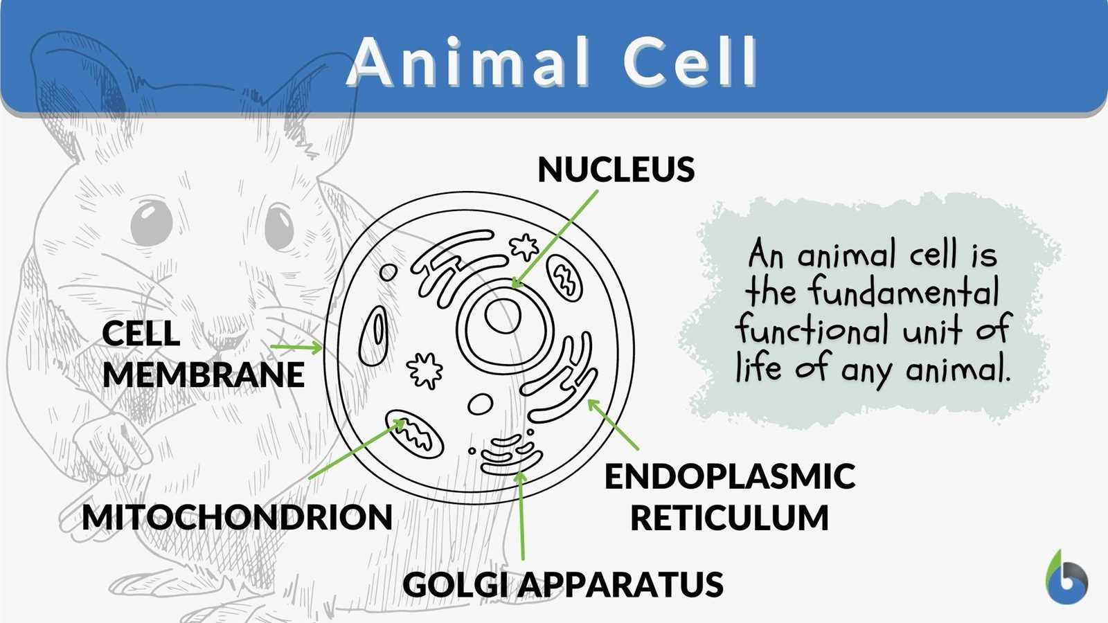 cell parts diagram