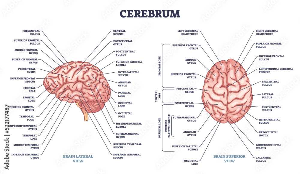 diagram of the brain and what each part does