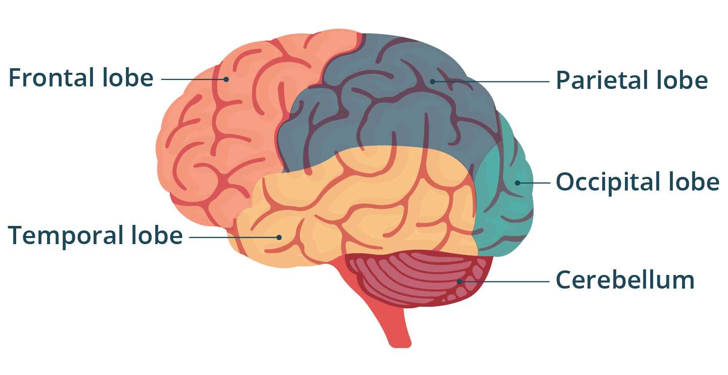 diagram of the brain and what each part does