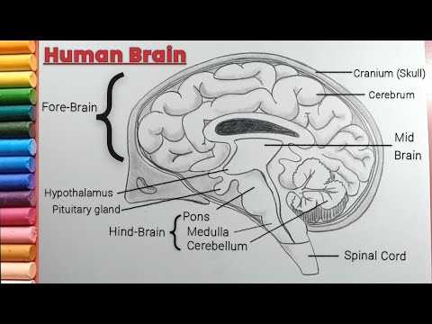 human brain diagram with parts