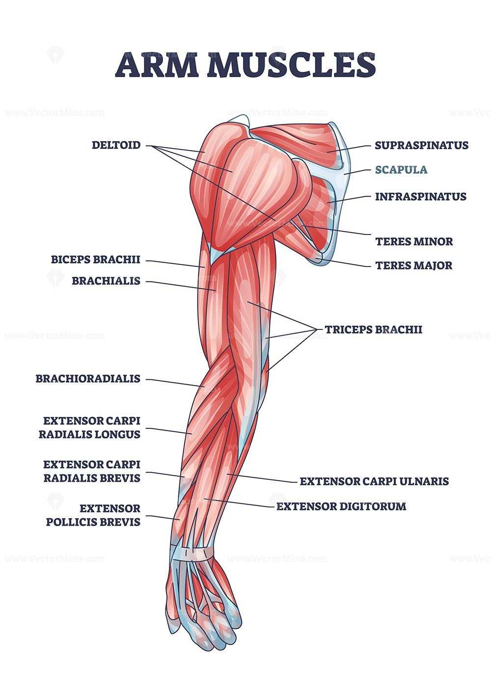 latin body parts diagram