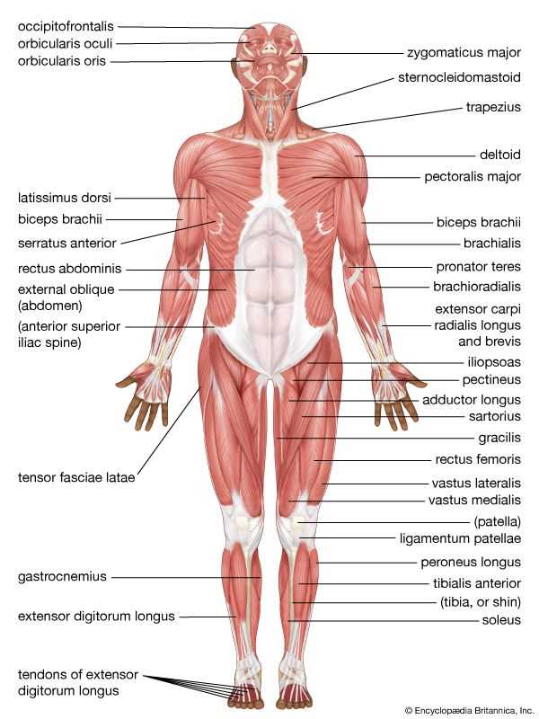 latin body parts diagram