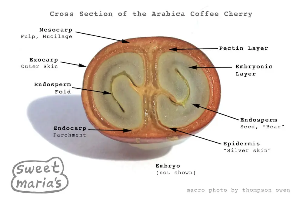 parts of a bean seed diagram