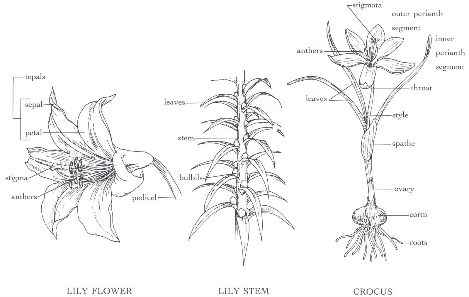 parts of a calla lily diagram