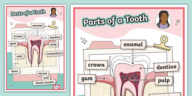 parts of a tooth diagram