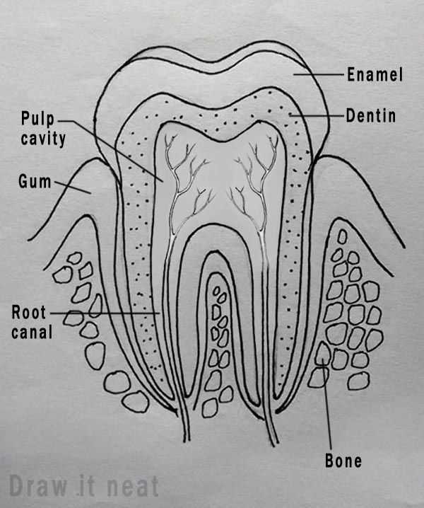 parts of a tooth diagram