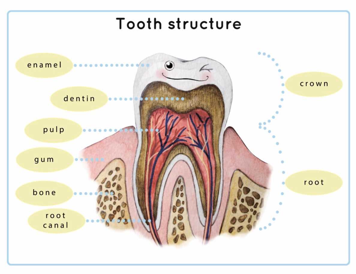 parts of a tooth diagram