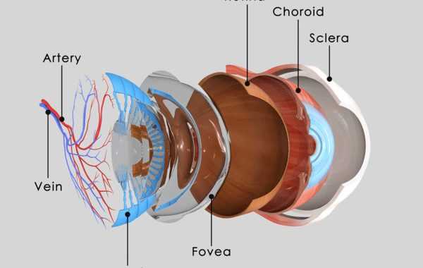 parts of an eye diagram