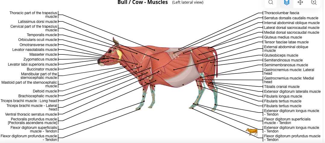 parts of cow diagram