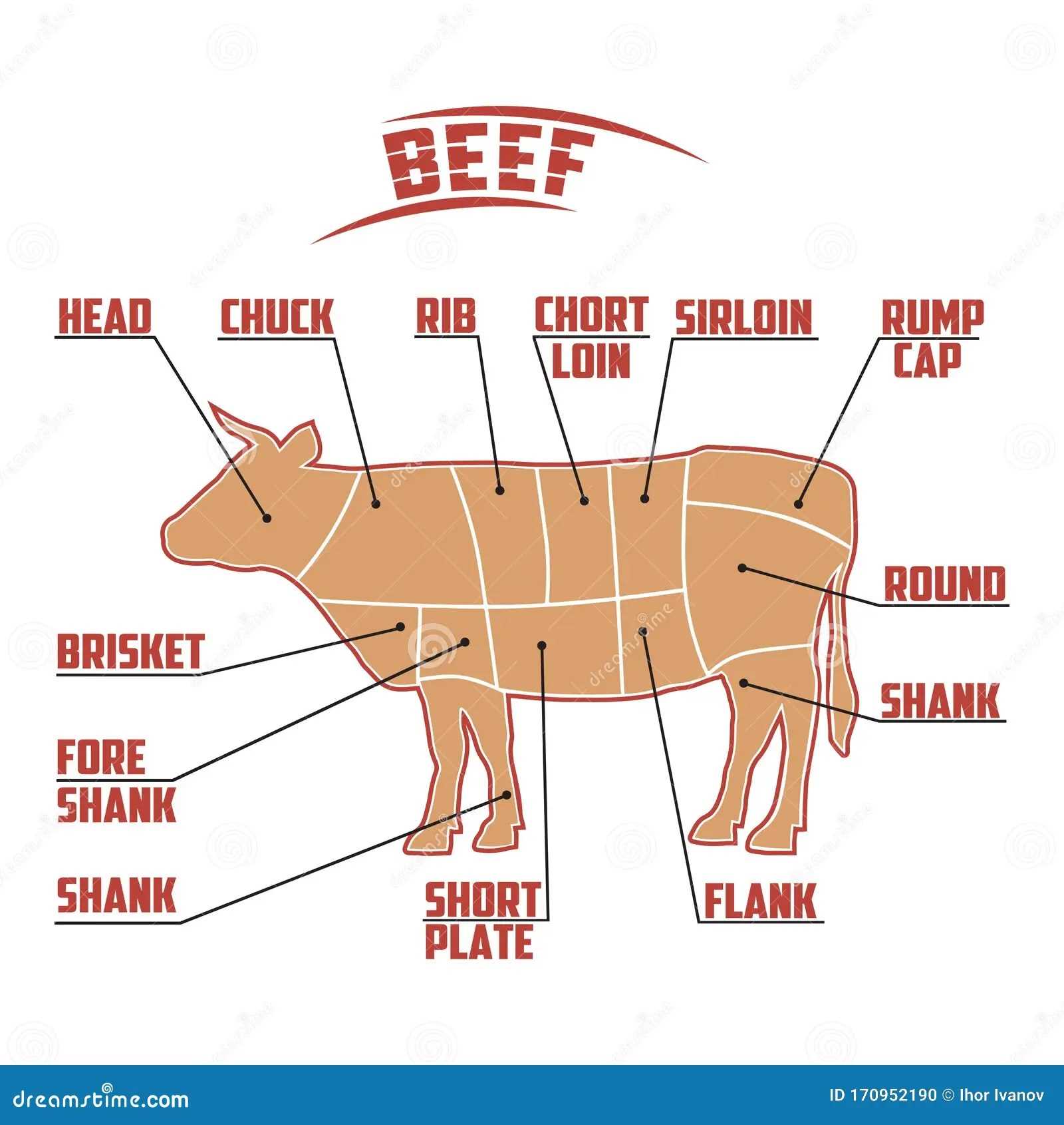 parts of cow diagram