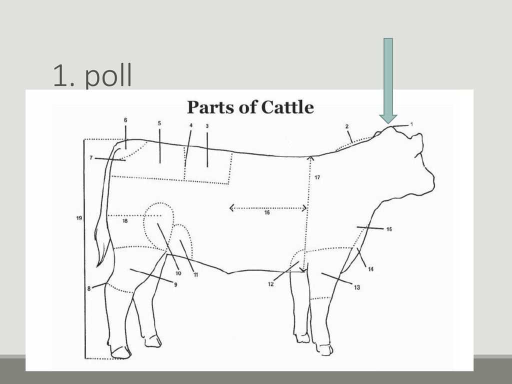 parts of cow diagram