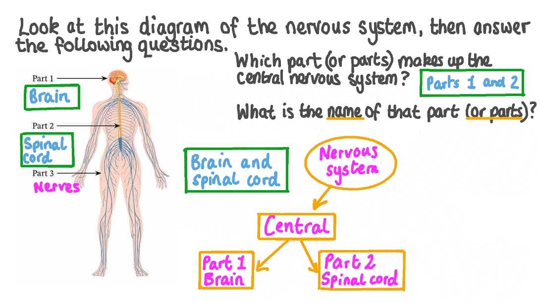 parts of nervous system diagram