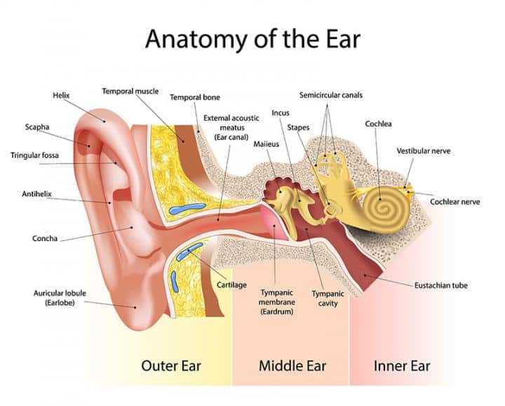 parts of the outer ear diagram