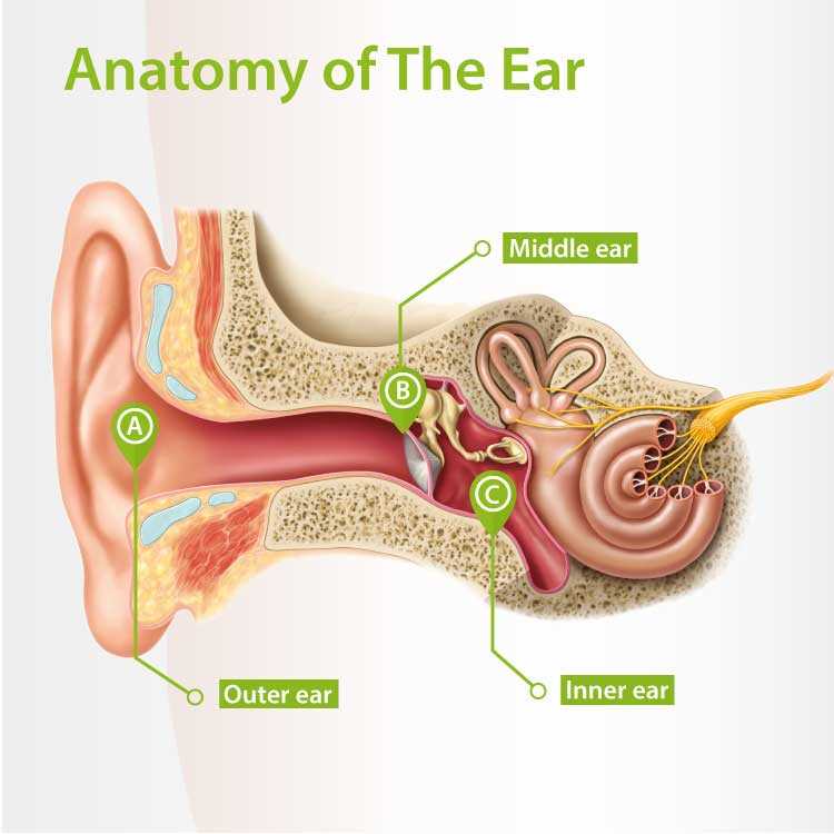 parts of the outer ear diagram