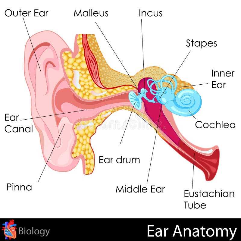 parts of the outer ear diagram