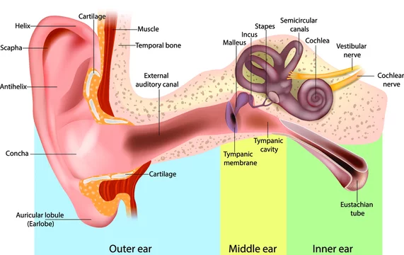 parts of the outer ear diagram