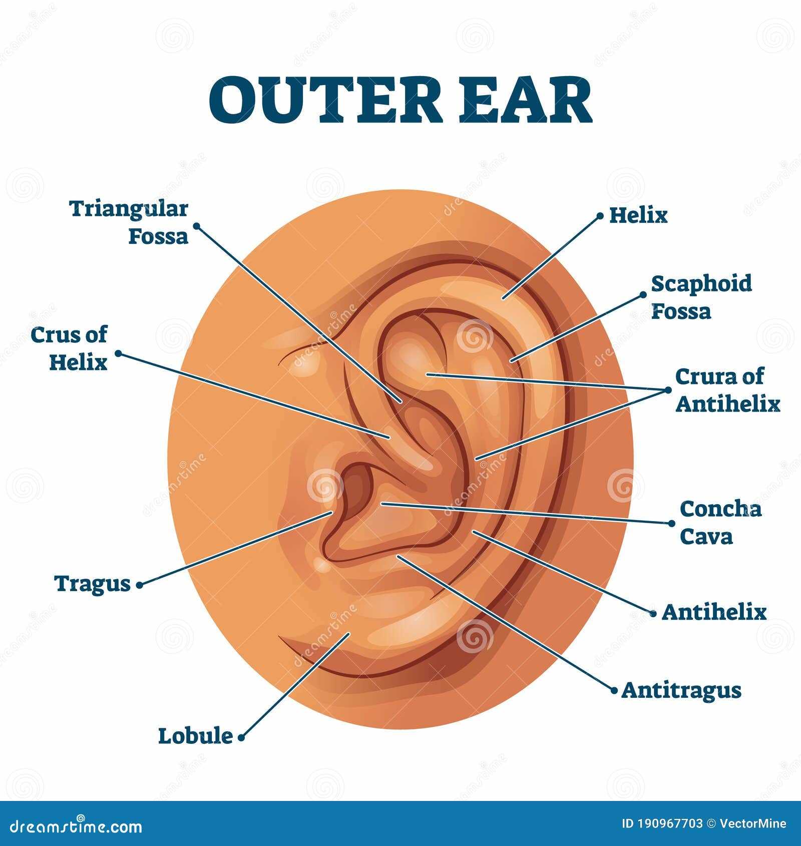 parts of the outer ear diagram