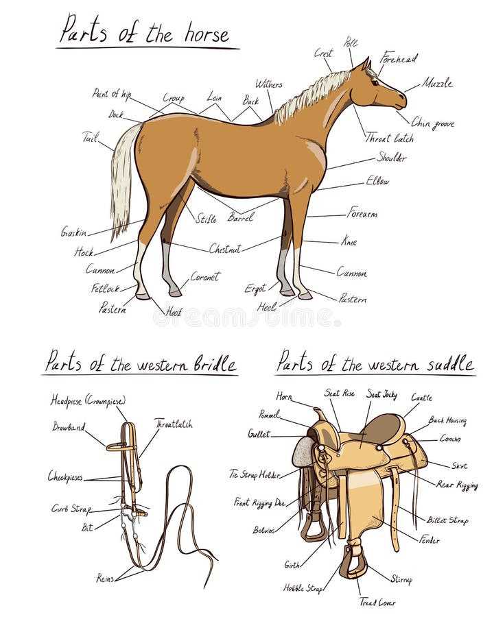 parts of western saddle diagram