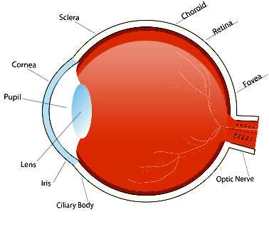 parts of an eye diagram