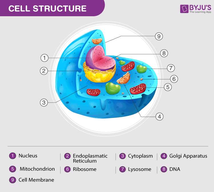 cell parts diagram