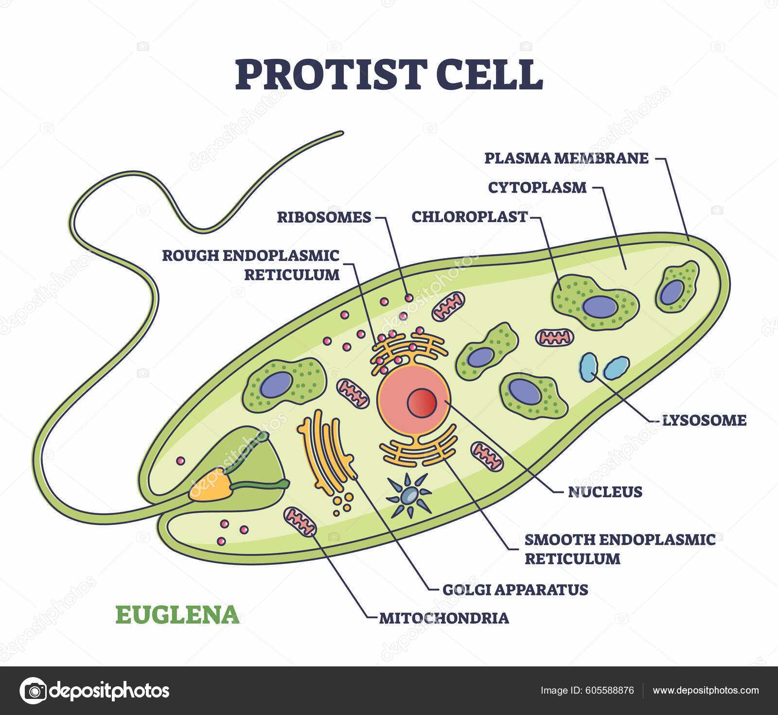 cell parts diagram