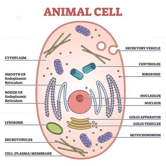 cell parts diagram