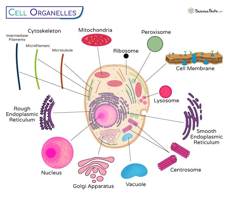 cell parts diagram