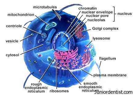 cell parts diagram