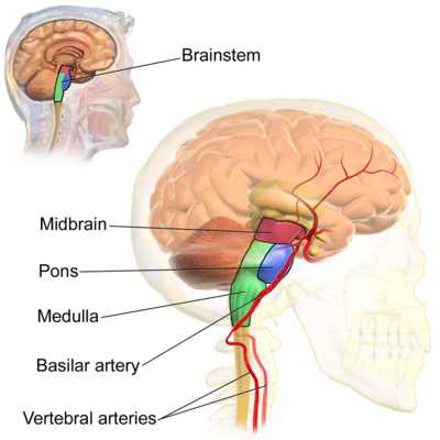 diagram of the brain and what each part does