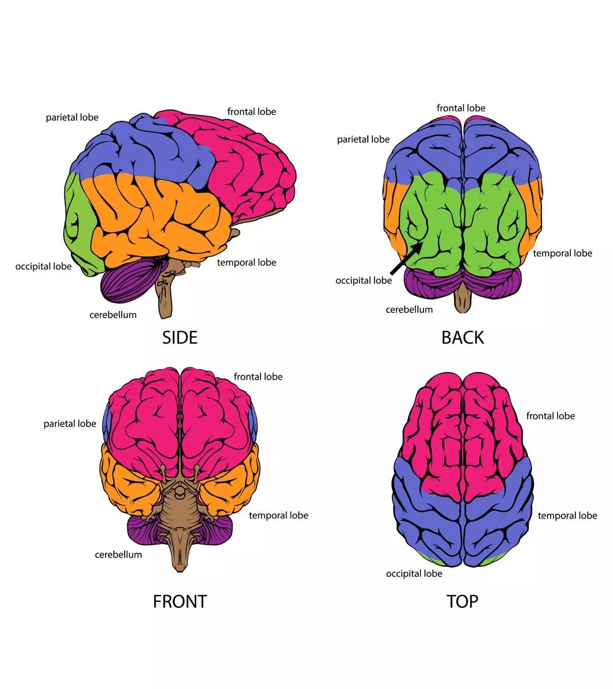 diagram of the brain and what each part does