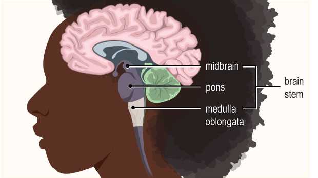 diagram of the brain and what each part does