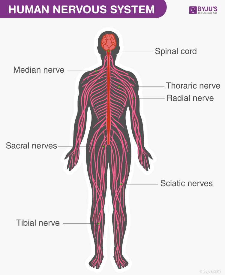 parts of nervous system diagram