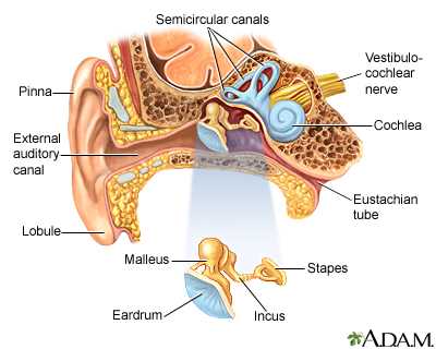 parts of the outer ear diagram