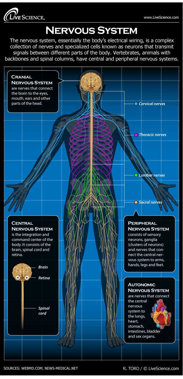 parts of nervous system diagram