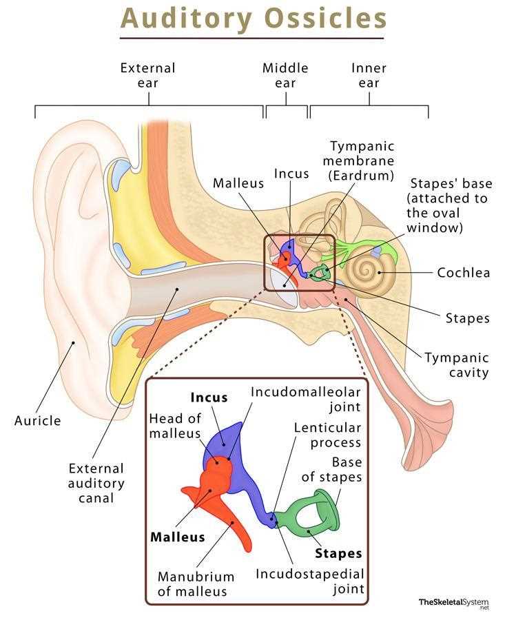 parts of the outer ear diagram