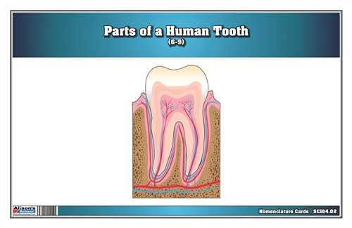 parts of a tooth diagram