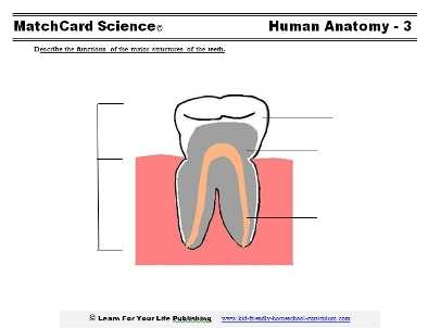 parts of a tooth diagram