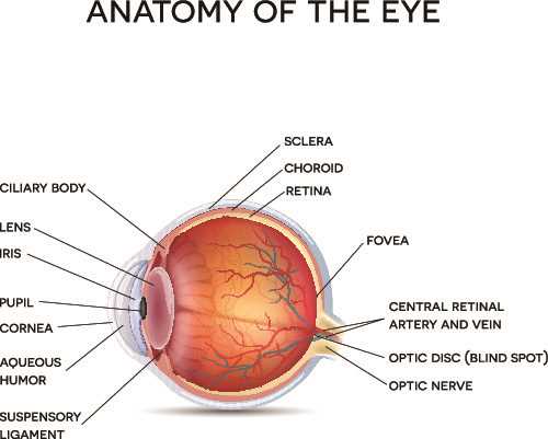 parts of an eye diagram