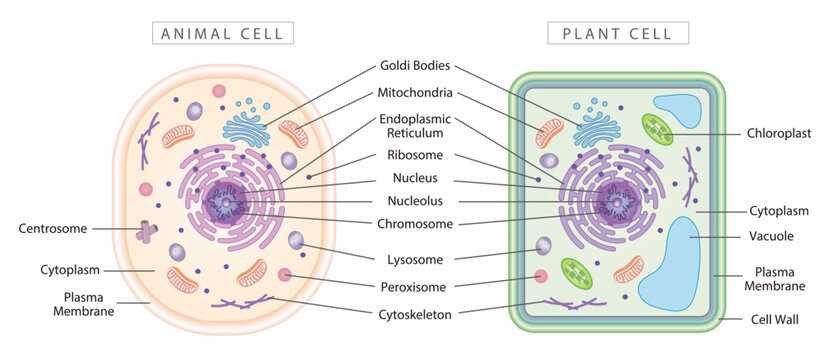 cell parts diagram