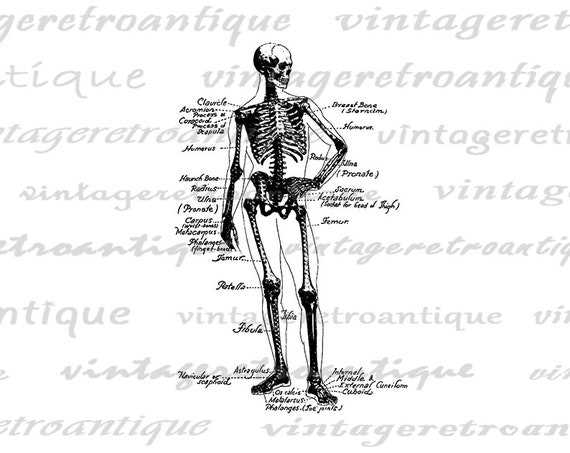 latin body parts diagram