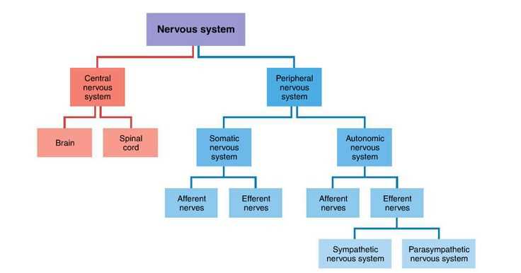 parts of nervous system diagram