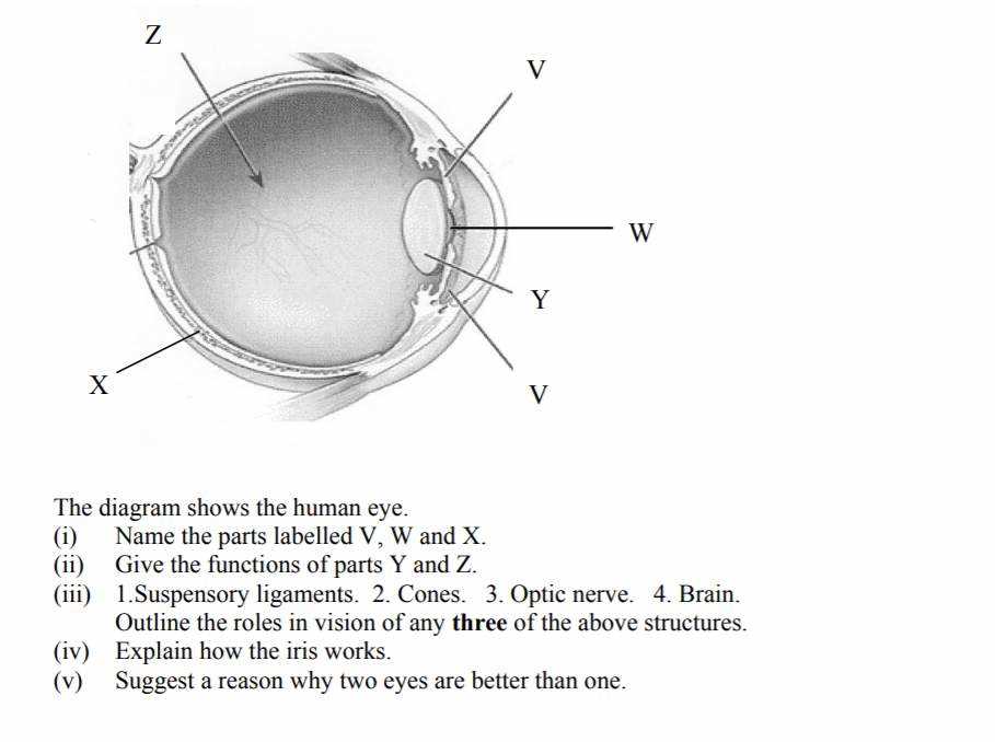 parts of an eye diagram