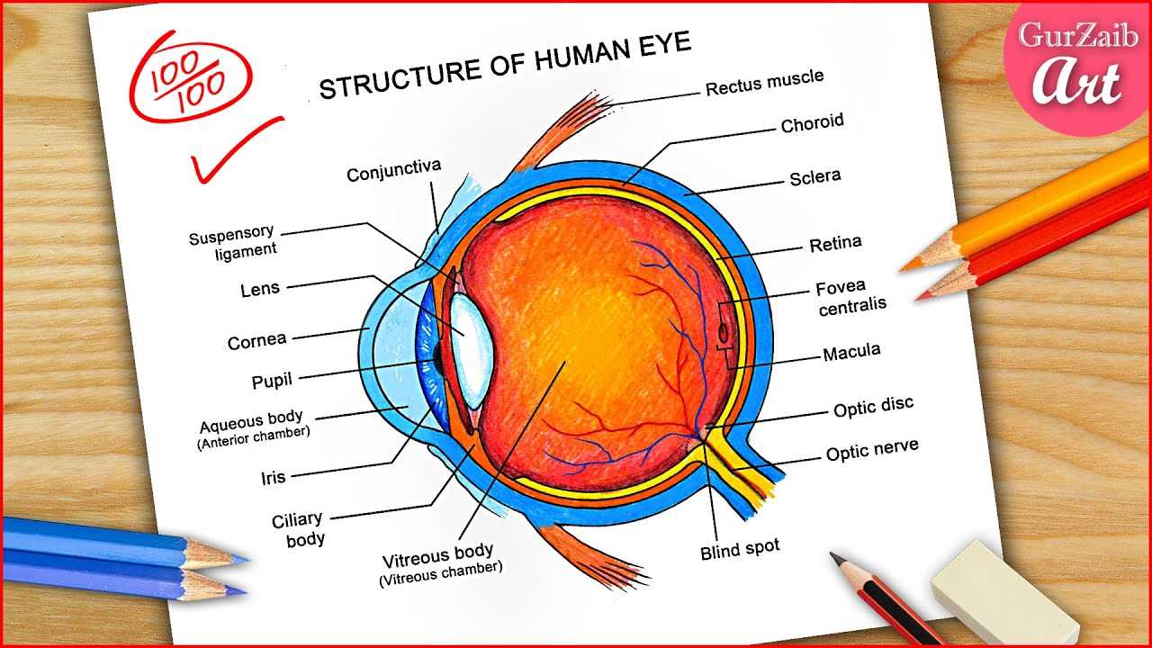 parts of an eye diagram