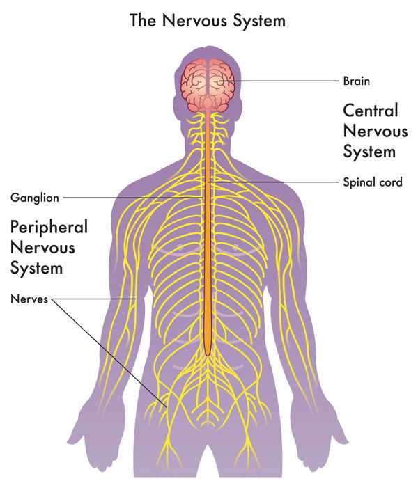 diagram of the brain and what each part does