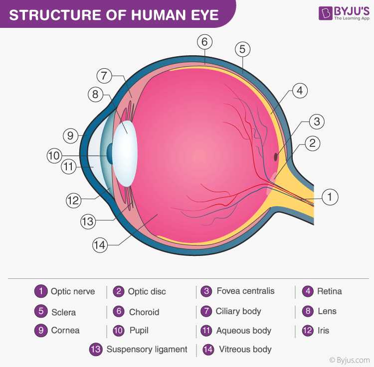 parts of an eye diagram