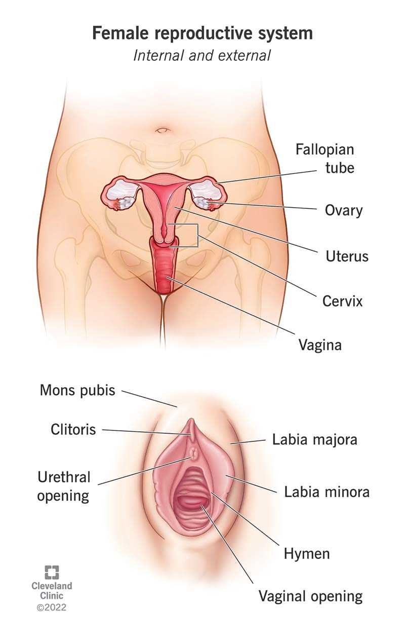 womens parts diagram