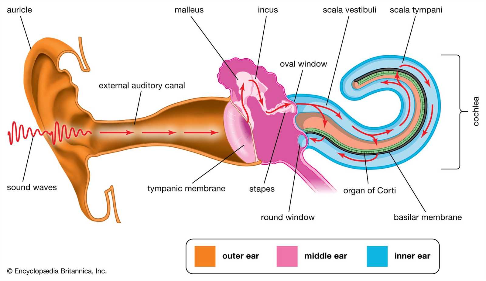 parts of the outer ear diagram