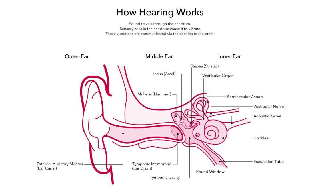 parts of the outer ear diagram