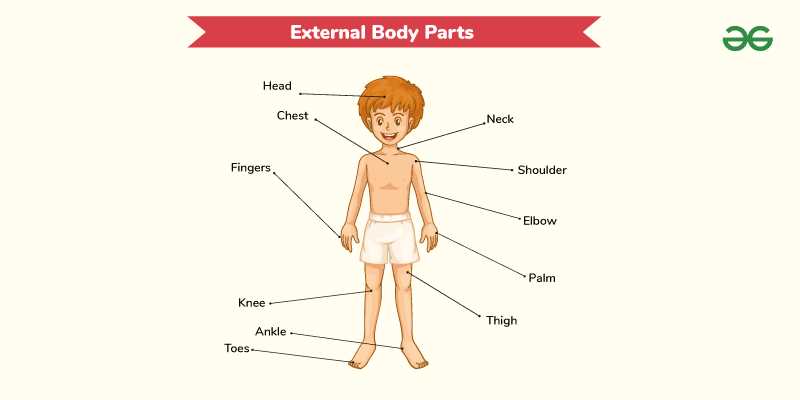 parts of body with diagram