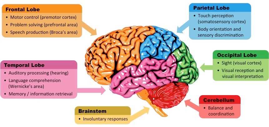 diagram of the brain and what each part does